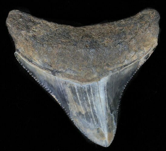 Juvenile Megalodon Tooth - Serrated #61715